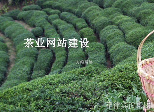 茶业网站建设
